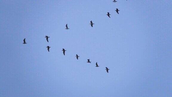 跟随领导:一群海鸥排成不完美的V字队形飞行缓慢的运动鸟鸥编队飞翔蓝天为背景成群迁徙的大鸟