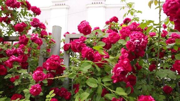 一个缓慢的全景开花的红玫瑰在植物园