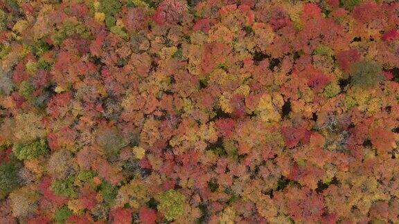 4K空中视频秋天的颜色劳伦山脉森林在秋天的季节魁北克加拿大