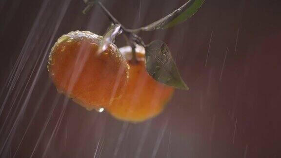 橘子挂在枝头在雨中晒晒太阳