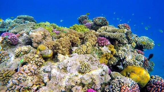 海底海洋生物红海上的珊瑚礁