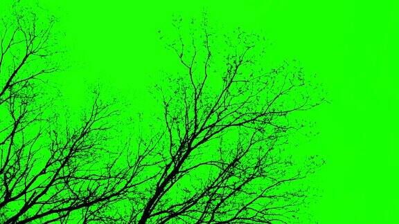 裸树-绿屏
