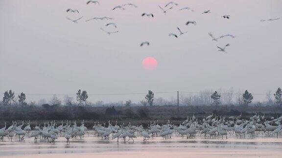 中国江西省南昌市冬天五星农场荷塘里的大雁