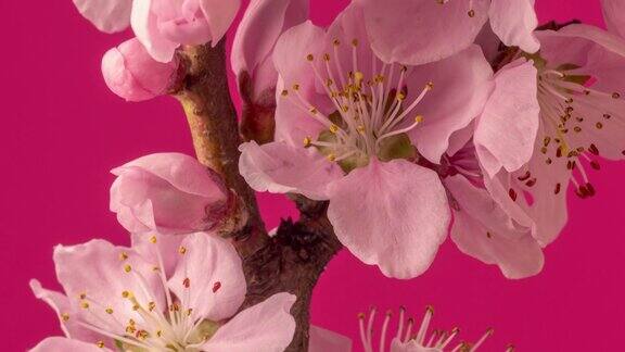 桃花盛开在水平格式延时4k视频桃树在春天开花的视频垂直的相机运动