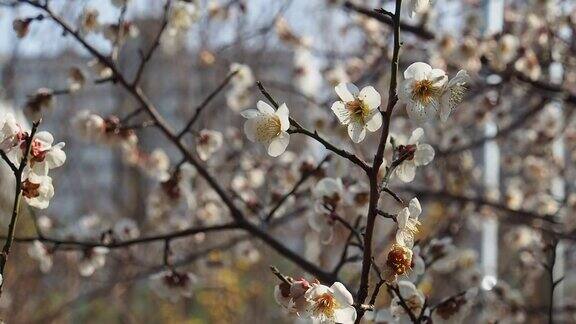韩国的梅花风景