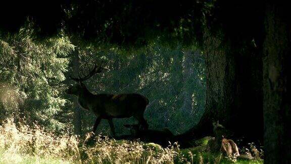 森林里的鹿