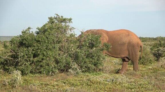 非洲大草原大象在灌木丛中进食2022年