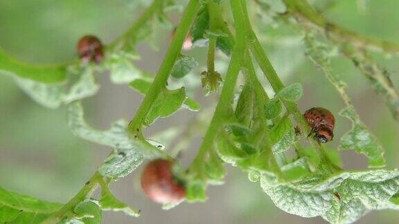 科罗拉多马铃薯甲虫幼虫在花园里吃马铃薯叶子害虫和寄生虫破坏农业作物