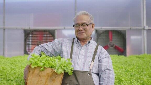 人像亚洲老人抱着蔬菜箱水培水培温室农场有机新鲜收获蔬菜概念