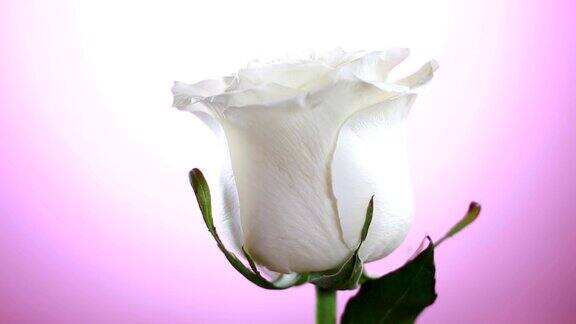 白色玫瑰花旋转接近粉红色的背景爱的象征情人节卡片的设计
