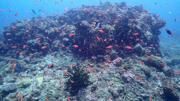 美丽的珊瑚礁和鱼类在热带海域水下活动