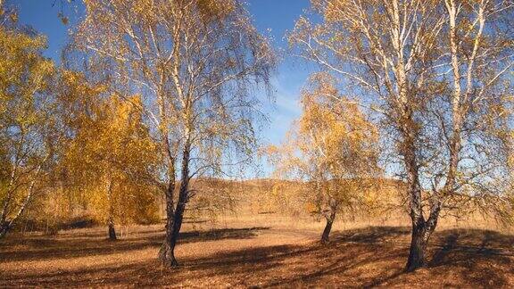 日落时森林草地上的秋天树木