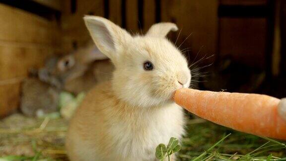 特写:美丽的毛茸茸的浅棕色小兔子正在吃新鲜的大胡萝卜