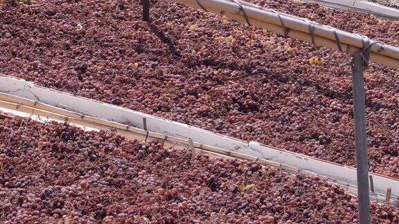 葡萄干葡萄在阳光下晒干典型的西班牙帕塞罗