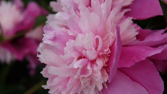 粉红牡丹花宏放在花坛上