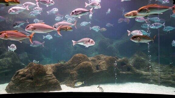 水族缸中生活着海洋鱼类