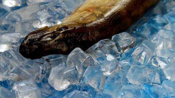 转盘上的冰里有梭鱼