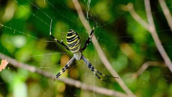大蜘蛛特写在绿色自然背景下的网络在森林中