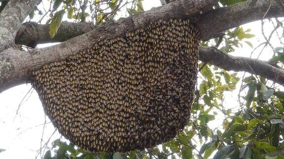 蜜蜂的蜂巢