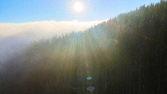 秋天日出时鸟瞰有雾的黑暗山林松树的惊人景色美丽的野生林地黎明时分的阳光熠熠生辉