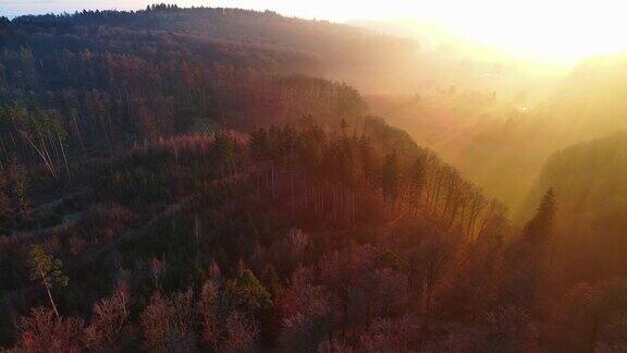 在明亮的太阳的背景下山谷里森林里针叶树的剪影