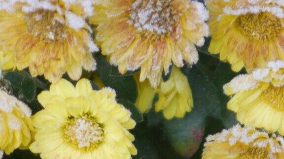 倾斜下来的一株冰冻的黄菊