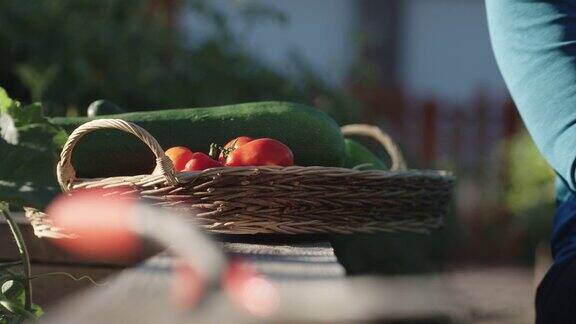 一个戴着园艺手套的女人在一个阳光明媚的日子里把一个西红柿放在装满其他蔬菜的篮子里