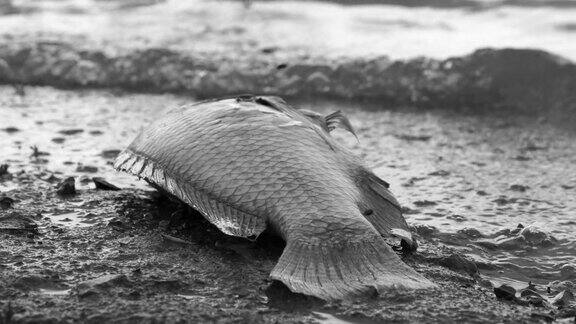 海滩上的鱼因为水的污染而死亡微塑料塑料化工炼油厂石油污染水污染环境概念
