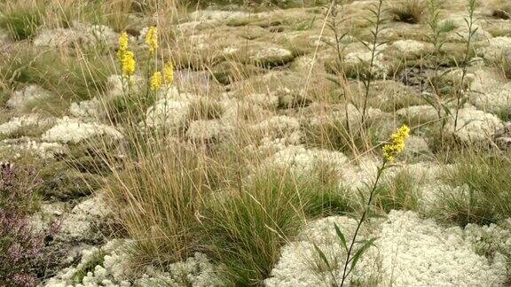 黄色的花和苔藓