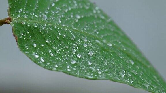 潮湿的绿叶上有雨滴和露珠在雨中飘动