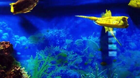 黄色的鱼Lactoriacornuta在蓝色的水中游泳