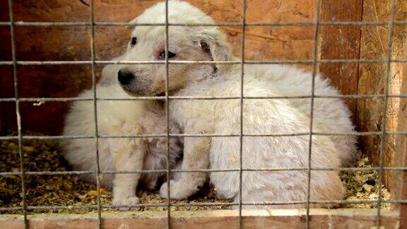 笼子里的小白狗等着被领养
