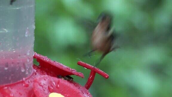 加拉帕戈斯群岛上一种长喙猕猴桃鸟从红色饲养员口中摄取花蜜