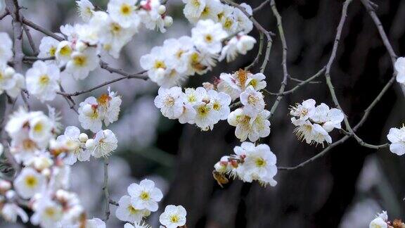 冬天早春梅花开花白梅