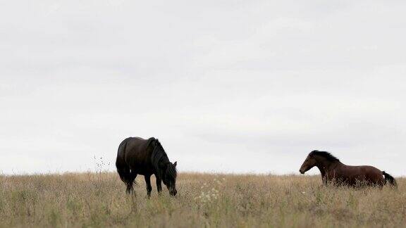 野棕色小马在田野上奔跑奔驰