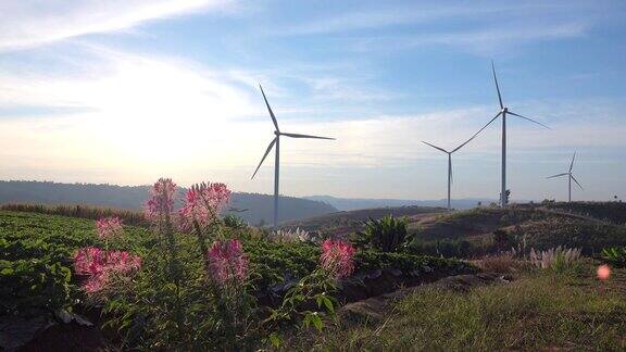 Flowerfield和风车