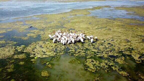 在多瑙河三角洲的一个盐湖上一大群大白鹈鹕