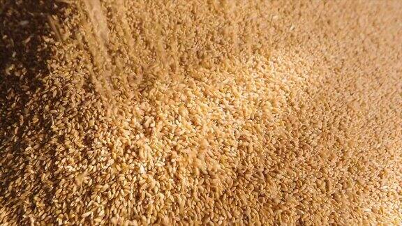 特写小麦下落装载小麦到一个筒仓
