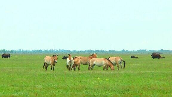 普氏野马在草原上在背景中你可以看到野牛