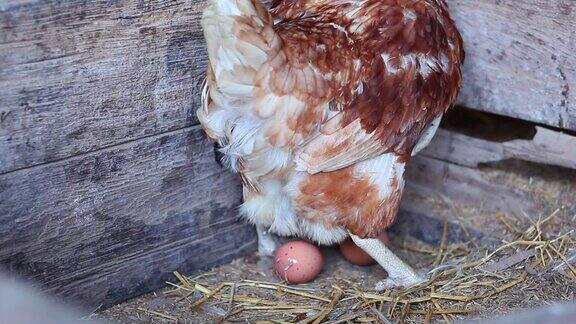 母鸡下蛋
