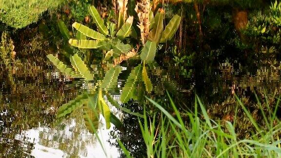 池塘中香蕉树的倒影