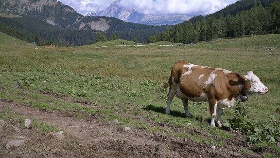 阿尔卑斯山草地上的奶牛意大利-多洛米特圣佩莱格里诺山口