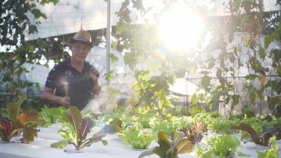 园丁给种植在有机农场的新鲜蔬菜施肥和浇水