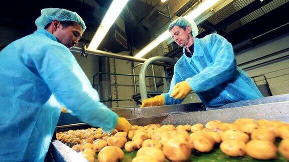 食品厂的工人在传送带上把土豆切成两半