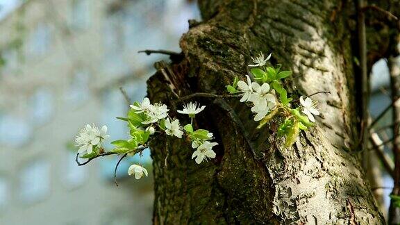 近景风摇动树上的白花