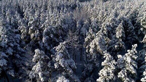 航拍冬雪针叶林的圣诞森林