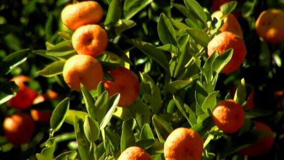 柑桔-柑橘生长在柑橘果树上