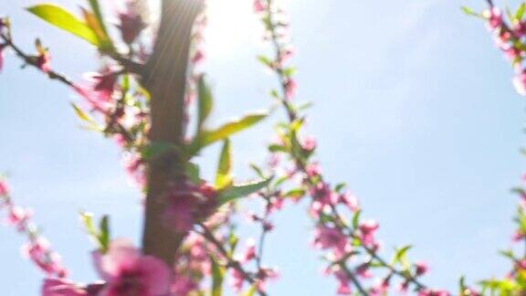 春天的阳光洒在盛开的桃树上