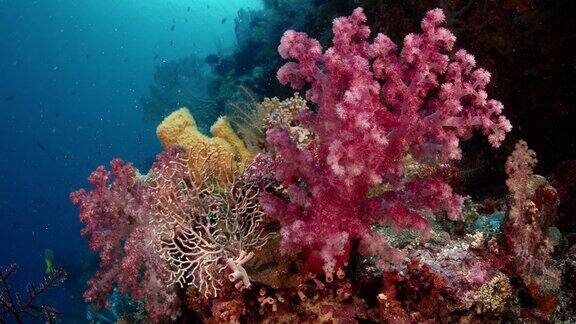 软珊瑚及其珊瑚虫的细节