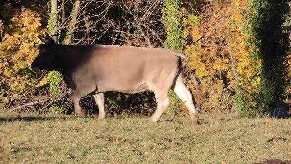比利牛斯牛来自比利牛斯山脉东南部的牛种